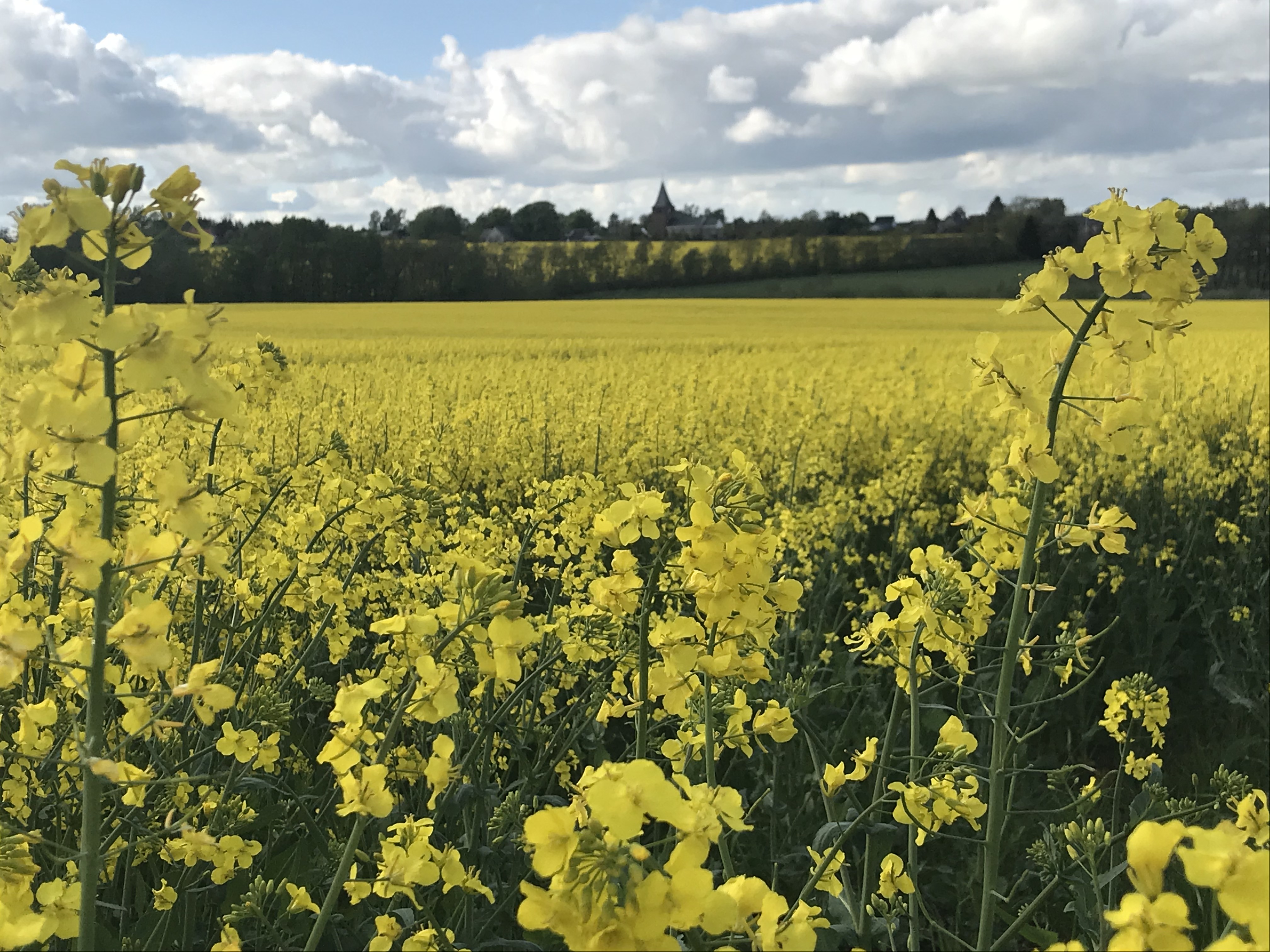 Foldby kirke forår 2.jpg